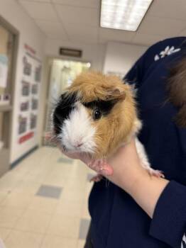 Rescue Guinea Pig Guinea Pigs for Adoption in Brewster, Massachusetts - BOAZ | PetCurious